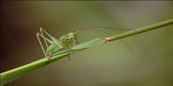 自然 ブランチ 羽 植物 写真