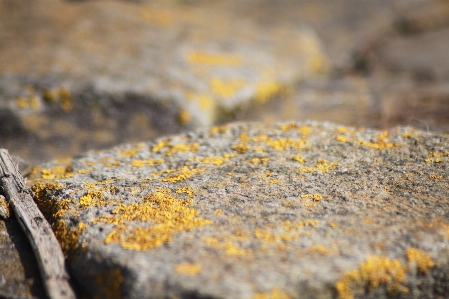 Nature rock plant sunlight Photo