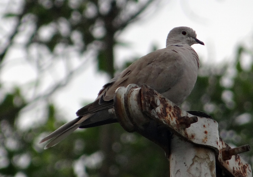 Natureza filial pássaro animais selvagens