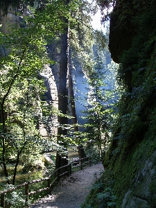 Landscape tree nature forest Photo