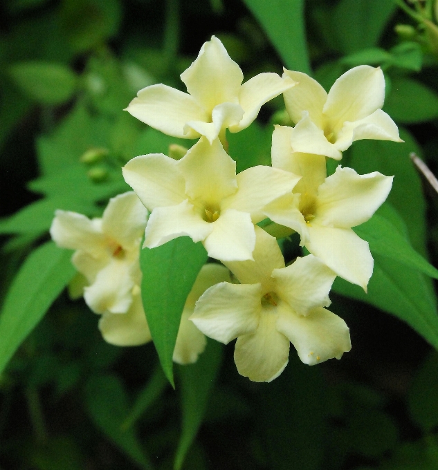 Fleurir usine fleur arôme