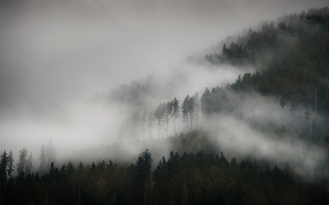 Tree nature forest grass Photo