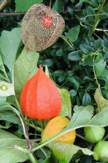 植物 水果 叶子 花