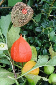 Plant fruit leaf flower Photo