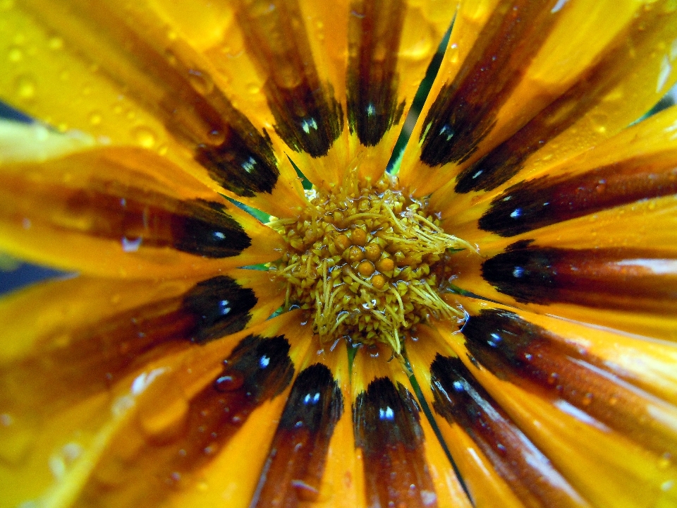 Fiore leggero pianta fotografia