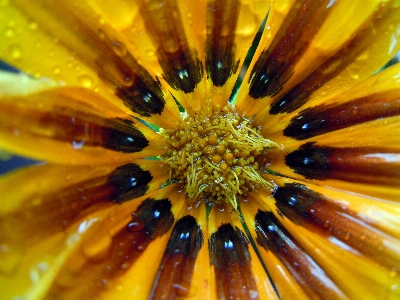 Blossom light plant photography Photo