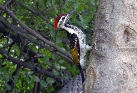 Photo Oiseau faune fauna inde