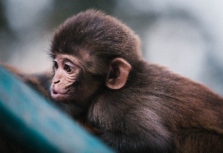 Foto Margasatwa mamalia fauna primata