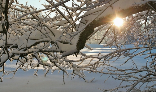 Landscape tree nature branch Photo