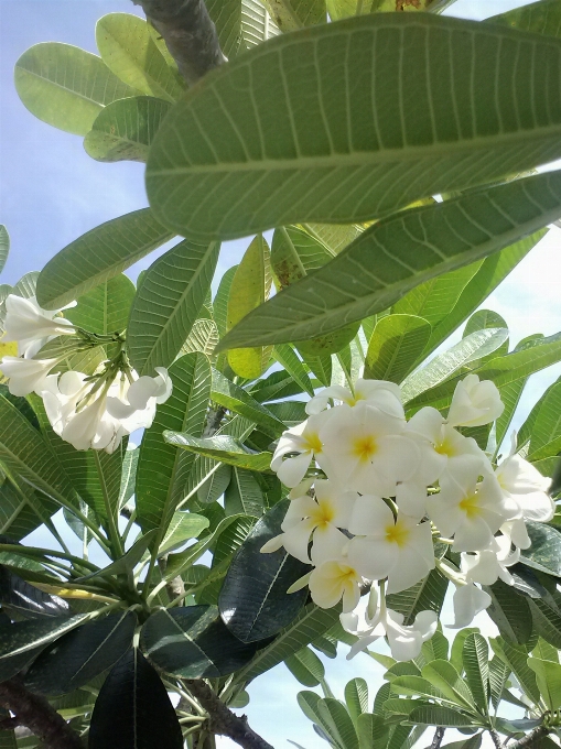 árbol rama florecer planta