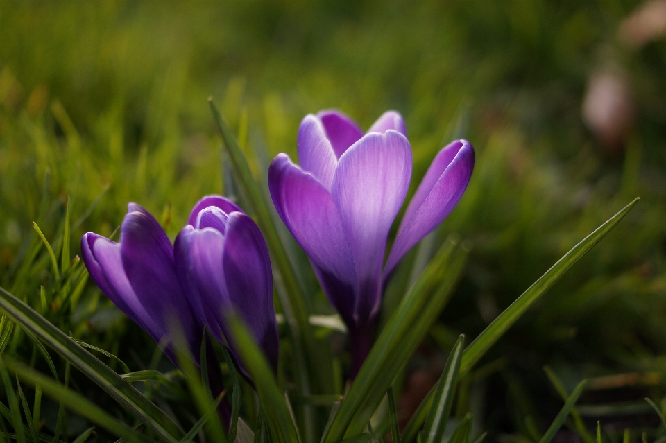 Nature grass blossom plant