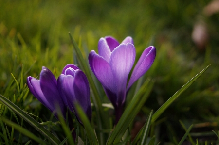 Nature grass blossom plant Photo