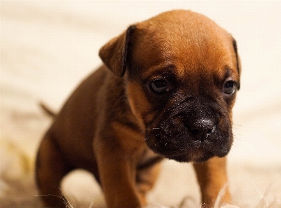 子犬 犬 動物 かわいい 写真