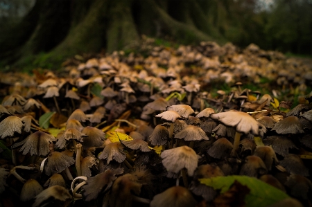 Tree nature forest wilderness Photo