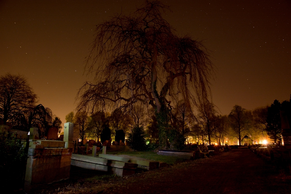 Baum licht anlage nacht