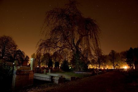 Foto Pohon lampu tanaman malam