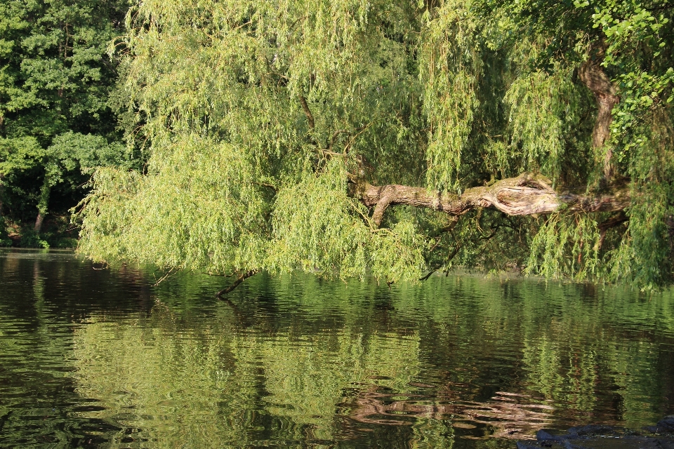 Albero acqua natura foresta