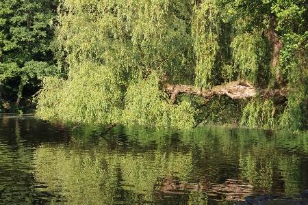 Фото дерево вода природа лес