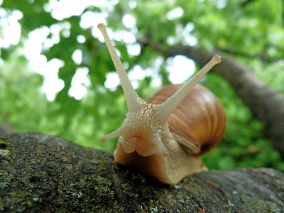 Nature leaf wildlife green Photo