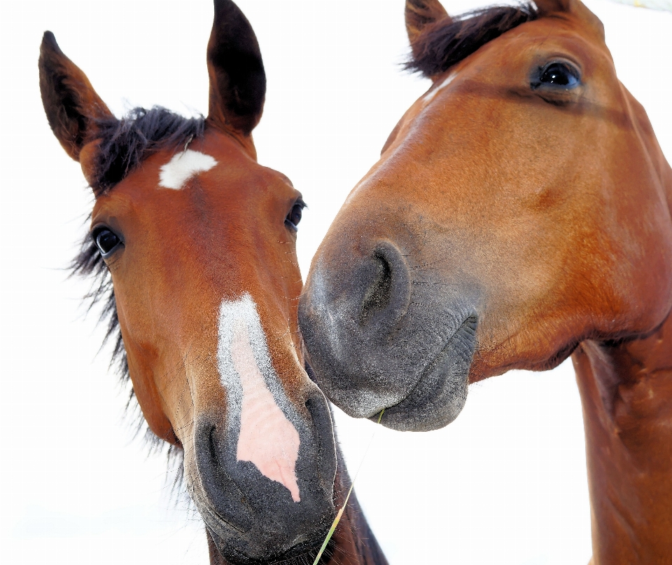 Cavallo frenare
 mammifero stallone