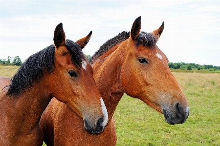 Pasture horse rein mammal Photo