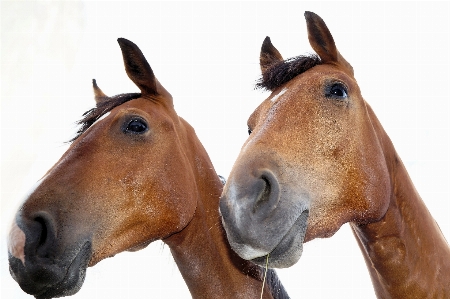 Horse rein mammal stallion Photo