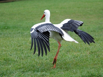 鳥 羽 白 ペリカン 写真