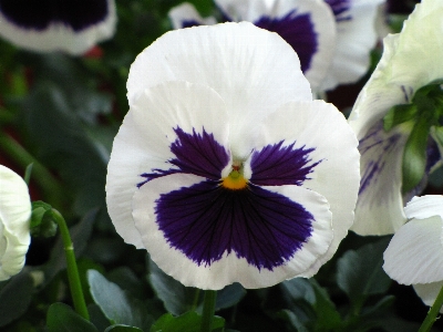 Foto Planta flor pétalo primavera