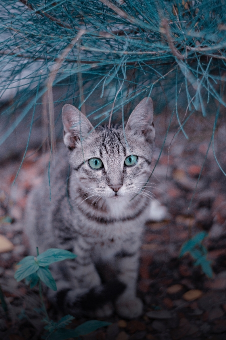 животное домашний питомец котенок кот