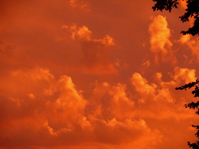 Foto Paesaggio albero natura nube