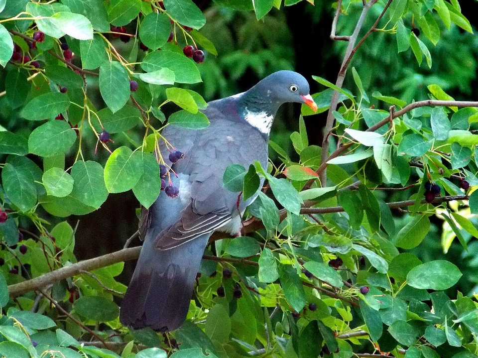 木 自然 ブランチ 鳥