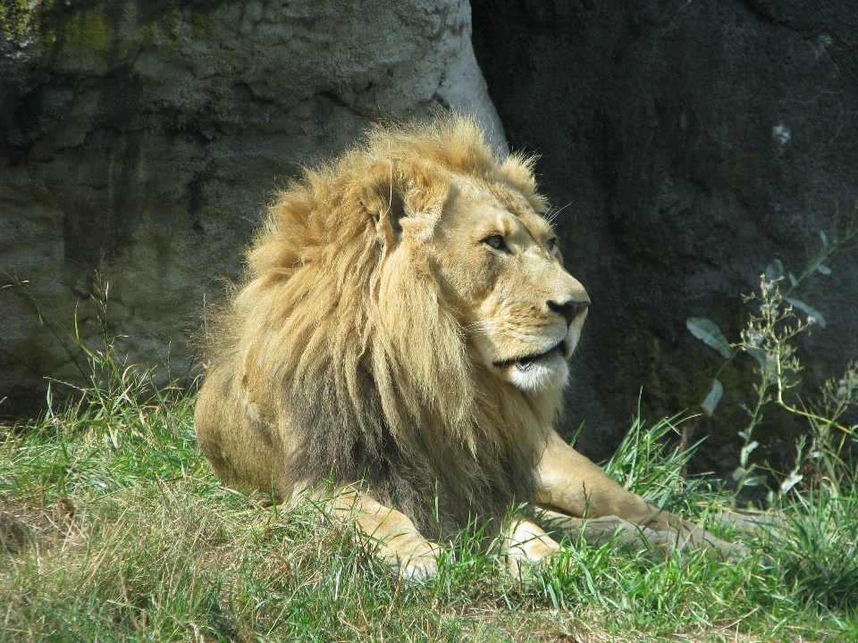 Male wildlife wild zoo