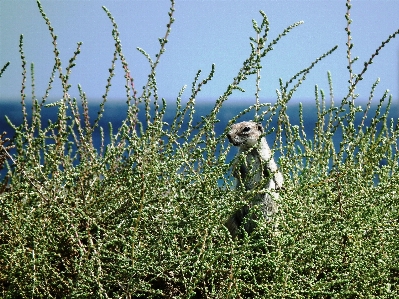 Foto Assistir árvore grama plantar