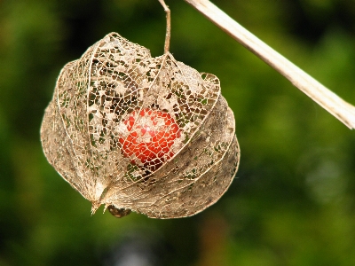 Tree nature branch plant Photo