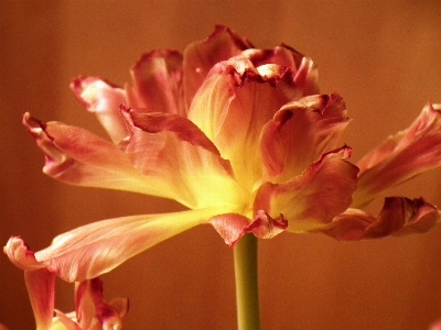 Blossom plant flower petal Photo