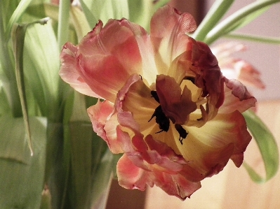 Blossom plant flower petal Photo