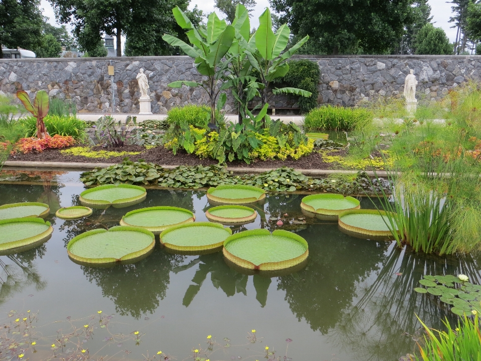 Prato fiore stagno piscina
