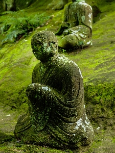 Tree grass rock monument Photo