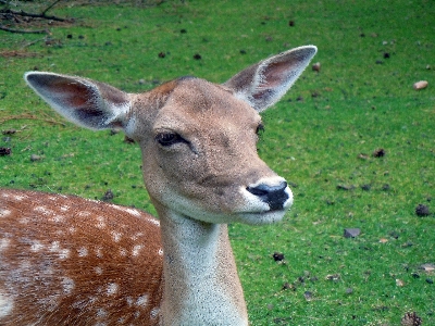 Nature animal wildlife deer Photo