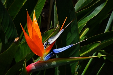 Foto Natureza grama florescer plantar