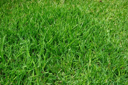 Grass plant field lawn Photo