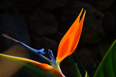 Nature blossom plant photography Photo