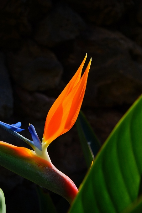 Natureza florescer plantar fotografia