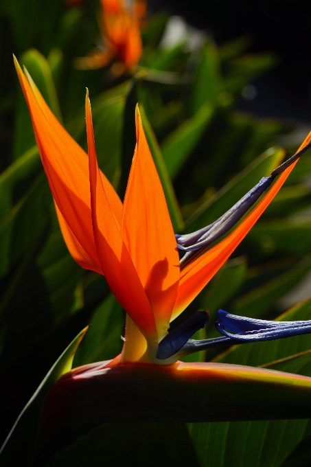 Nature blossom plant leaf