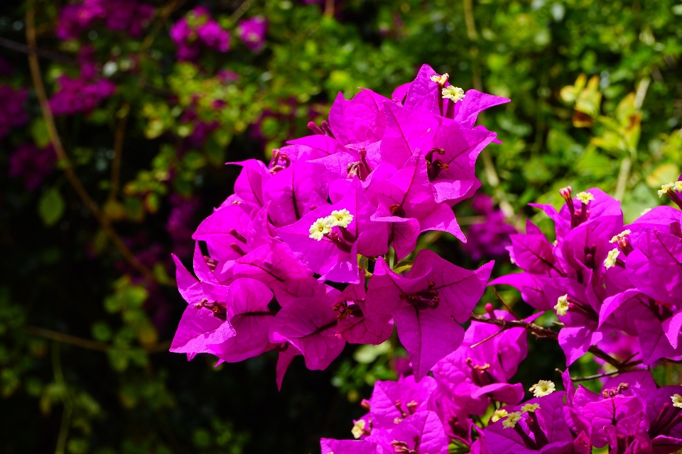 Blossom plant flower petal