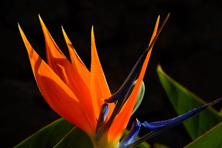 Nature blossom plant photography Photo