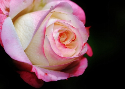 Nature blossom plant photography Photo