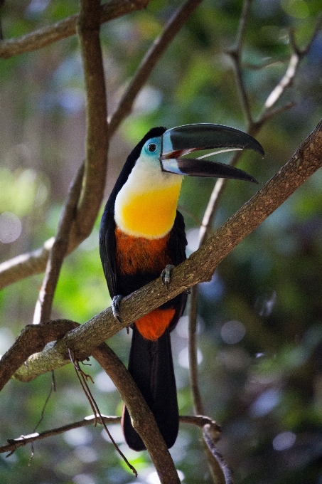 自然 ブランチ 鳥 野生動物