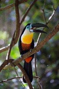 Nature branch bird wildlife Photo