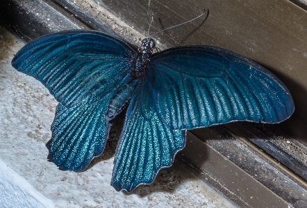 Flügel insekt blau motte Foto